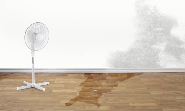 Best Fire Damage Restoration  in Preston, MN